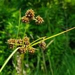 Scirpus atrovirens Плод