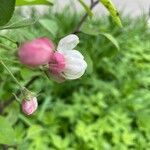 Malus × floribunda Кветка