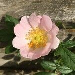 Rosa corymbifera Blomma