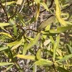 Daphne mucronata Other