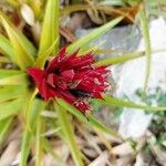 Aechmea recurvata Kukka