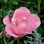 Rosa abietinaΛουλούδι