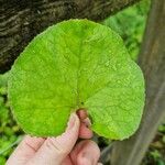 Petasites pyrenaicus Leaf