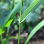 Festuca gigantea Hoja