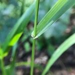 Lolium giganteum Blatt