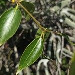 Plectaneia thouarsii 葉