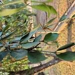 Phoradendron piperoides Leaf