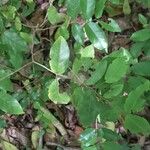 Krugiodendron ferreum Leaf