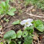 Viola blanda Flower