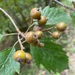 Karpatiosorbus remensis Frucht