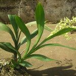 Polystachya odorata Habit