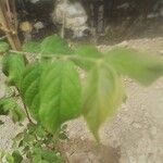 Achyranthes aspera 叶