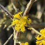 Cornus masLorea