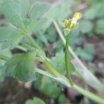 Ranunculus muricatusBlodyn