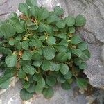 Valeriana longiflora