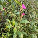 Oenothera rosea ശീലം