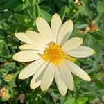 Argyranthemum maderense Flor
