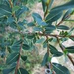 Salix caesia Likasa