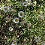 Erigeron modestus Blüte