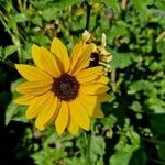 Helianthus debilis Blomma