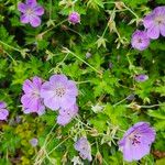 Geranium platypetalum Кветка