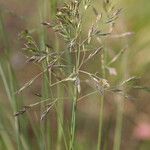 Festuca californica 花