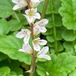 Francoa appendiculata Flor