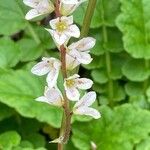 Francoa appendiculata Λουλούδι