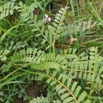 Astragalus asterias অন্যান্য