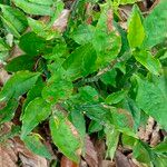 Euphorbia tithymaloides Fulla