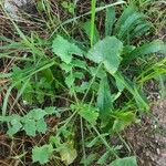 Sonchus oleraceus Leaf