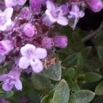 Thymus praecox Blüte