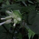 Sabicea calycina Flor