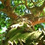 Caesalpinia echinata Bark