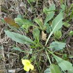 Diplotaxis muralis Leaf