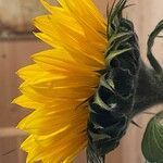 Helianthus annuus Other