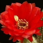 Echinopsis huascha Flor