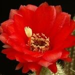 Echinopsis huascha