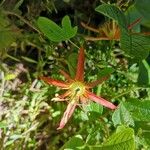 Passiflora cinnabarina Květ