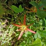 Passiflora cinnabarina Flor