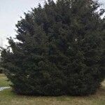 Abies cephalonica موطن