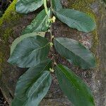 Litsea glutinosa عادت داشتن