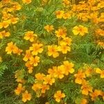 Tagetes tenuifoliaBlüte