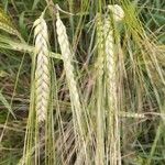 Hordeum vulgareFrucht