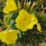 Oenothera × fallax Blomma