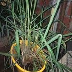 Cymbopogon nardus ᱥᱟᱠᱟᱢ