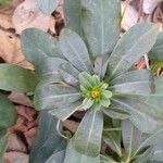 Euphorbia amygdaloides 叶