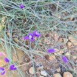 Polygala microphylla Fiore