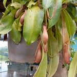 Nepenthes spp. Leaf