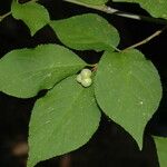 Euonymus occidentalis Hoja